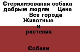 Стерилизованая собака, добрым людям. › Цена ­ 100 - Все города Животные и растения » Собаки   . Алтайский край,Алейск г.